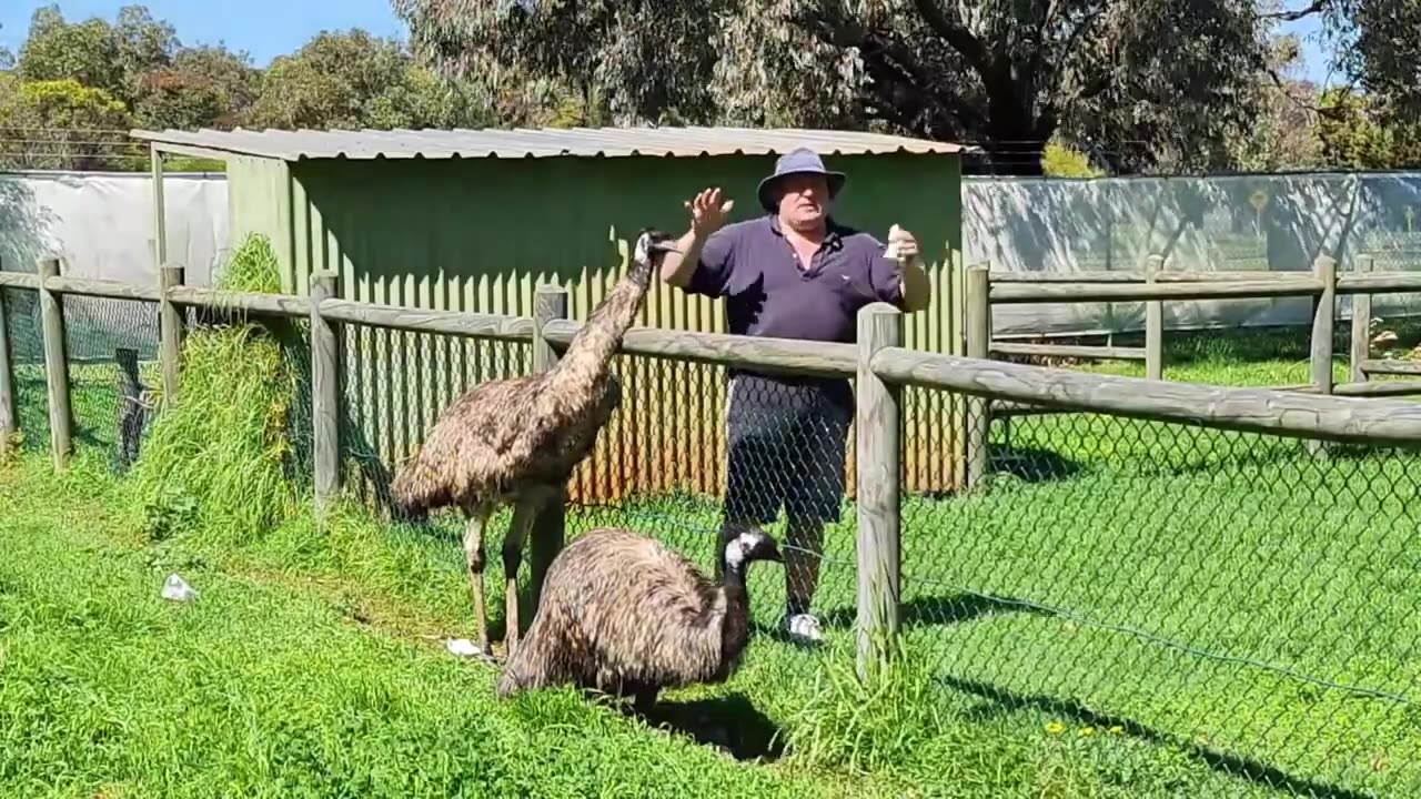 Australian #wildlife #park #kangaroo #emu #dingo