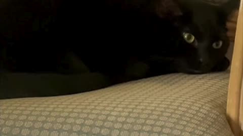 Cute Precious Piper Drifts Off to Sleep on Her Throne - Adopting a Cat from a Shelter Vlog #shorts