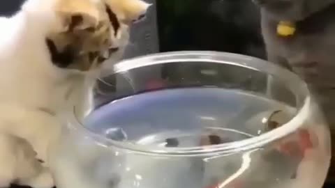 two cats fighting for waterbowl
