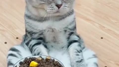 Cute cat with a sulky face