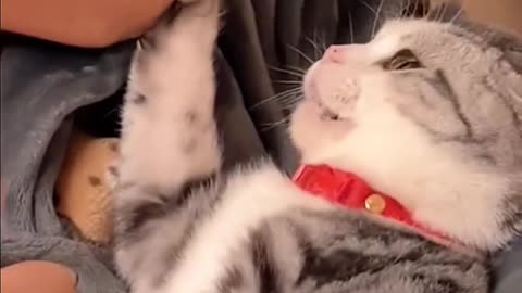 Thiscatstolemyboyfriend.