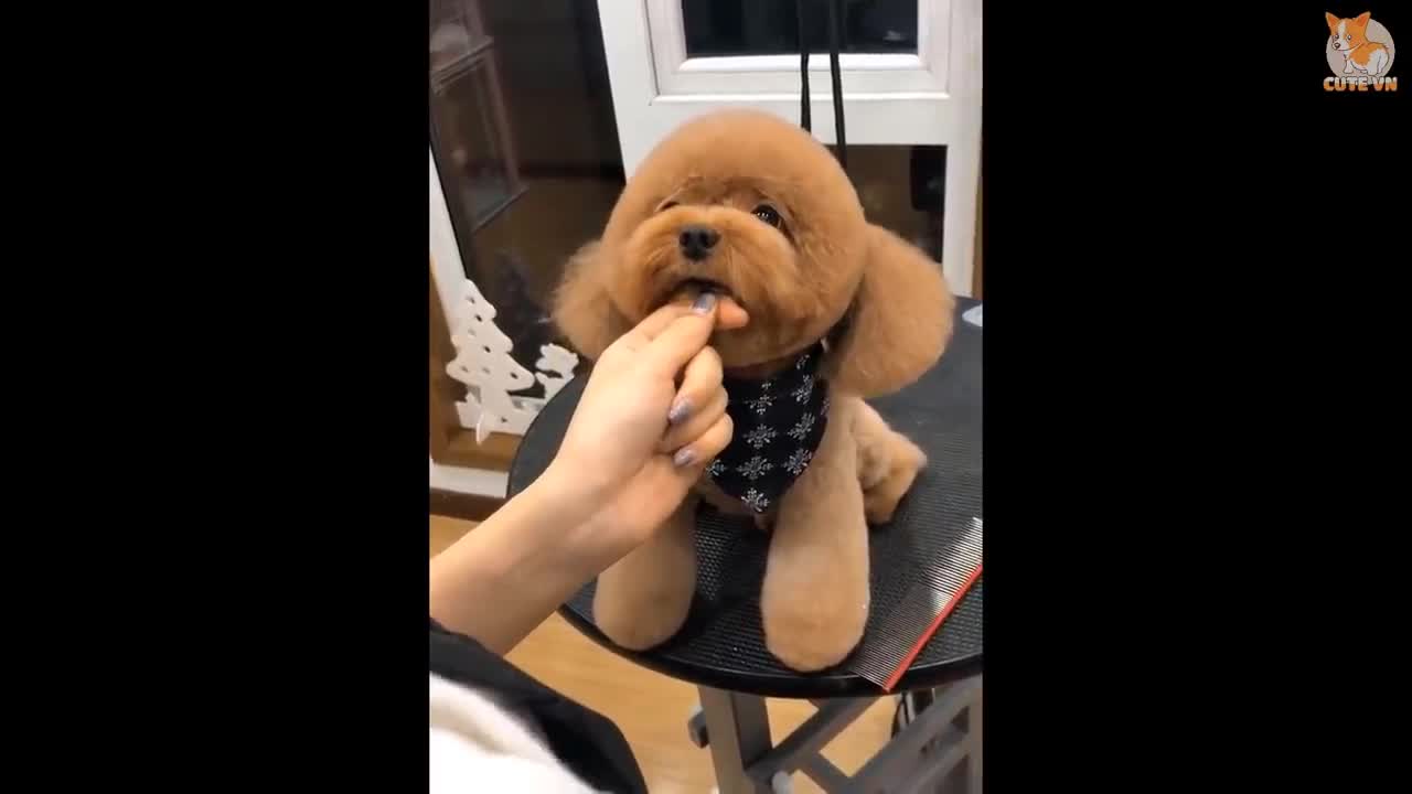 cute cat