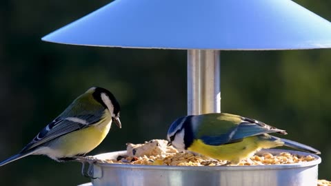 Blue Birds Funny videos|Lovely bird videos birds song