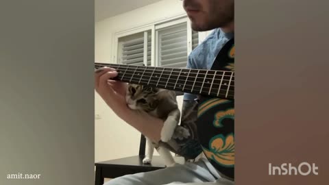Singer cat🤠