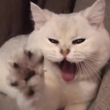 cute animals #shorts