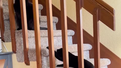 😼 Funny | Gordie's Sneaky Antics | FunFM