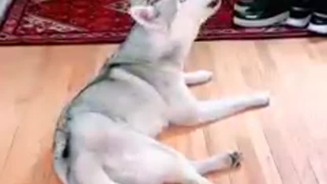HUSKY Tries on Dog Booties for the First Time! (She’s not happy about it!)