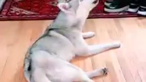 HUSKY Tries on Dog Booties for the First Time! (She’s not happy about it!)