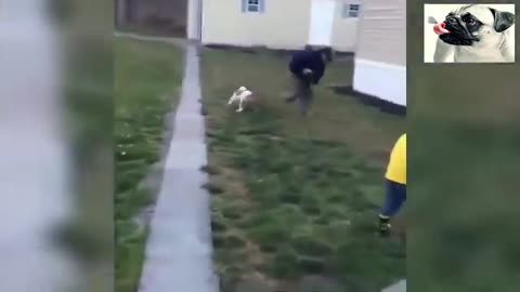 Animals Attacks People - Scary & Funny Animals ATTACK Everyone!