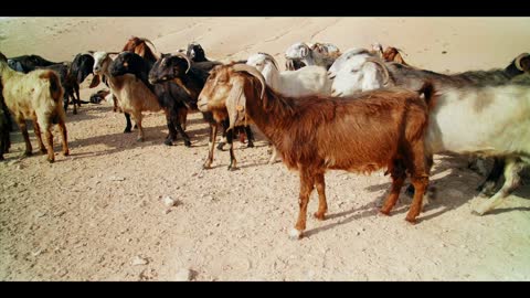 The Context of Psalm 23 Bible Context Explained