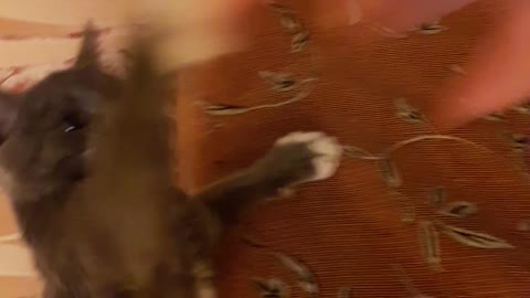 An aggressive cat throws itself at your hand