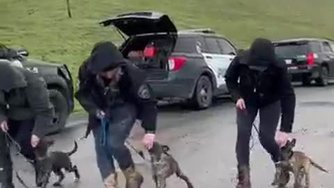 Police puppy dogs training