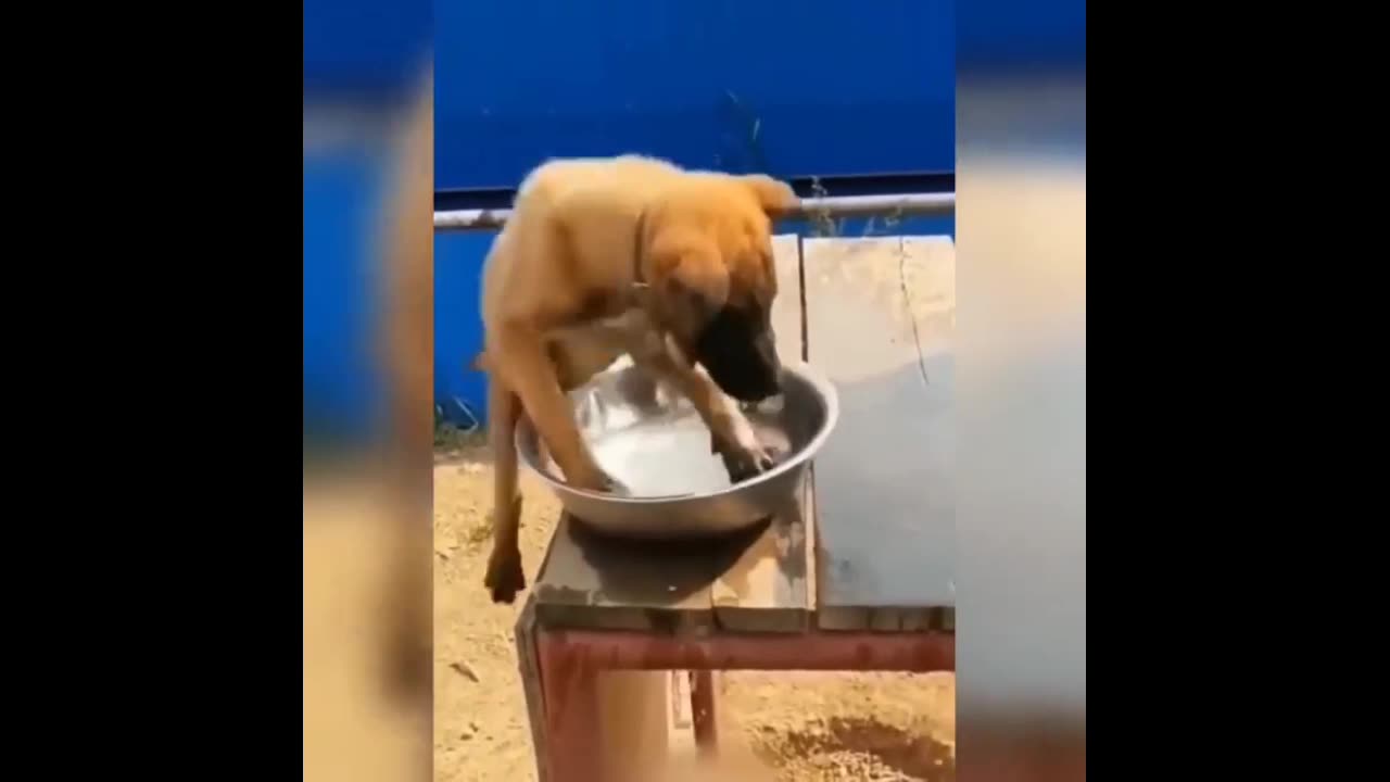 Funny cat funny 😂😂😂 funny animal video funny video funny cat cat video