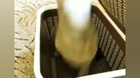 Funniest_Animals_ cat's & DOG'S more_Videos_Will_Make_You_Laugh_#38_-_Funny_Animal_Videos2023