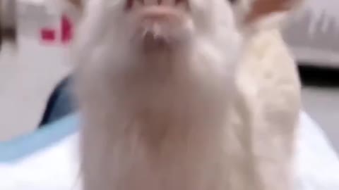 British Baby Goat
