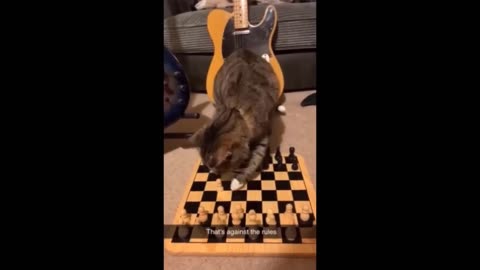 New Funny Animals Video 2023 | Funniest Cats and Dogs Videos | New Funny Video Of Cat And Dogs #217