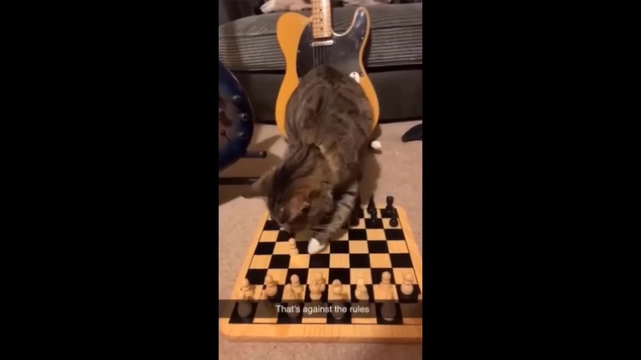 New Funny Animals Video 2023 | Funniest Cats and Dogs Videos | New Funny Video Of Cat And Dogs #217