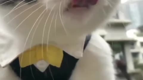 Cute cats🫀