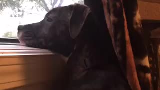 Peeking lyla