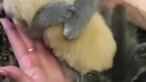 Cute cat holding cute puppy, awww