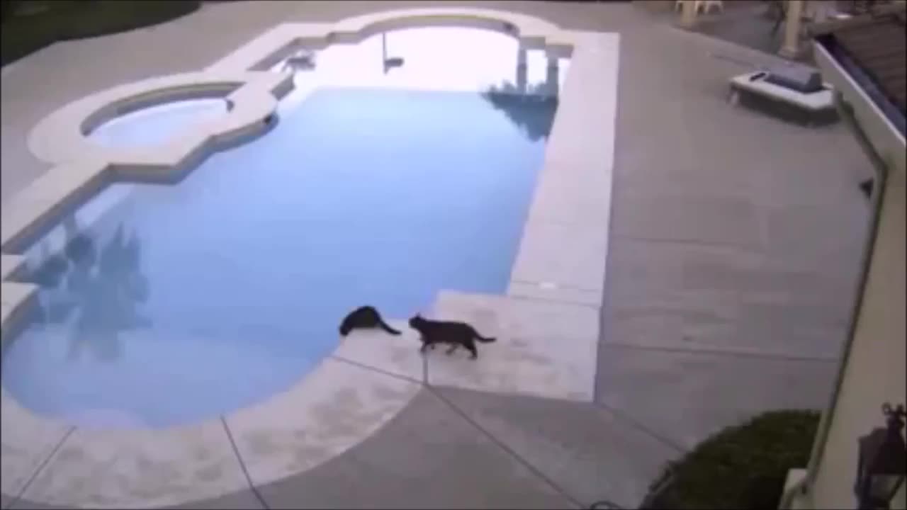 funny cat video compilation
