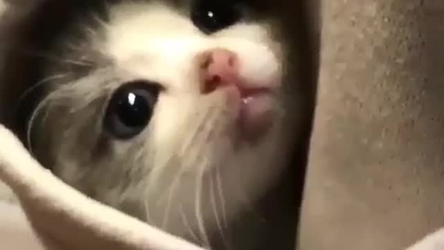 Beautiful funny cute cat