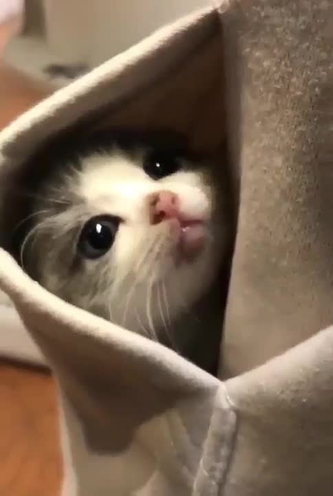 Beautiful funny cute cat