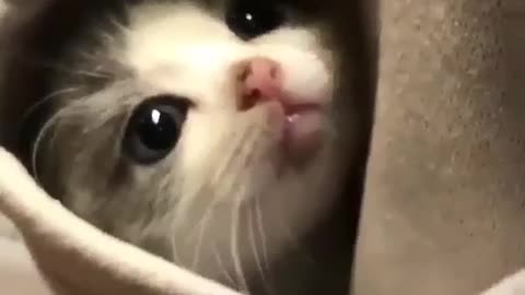 Beautiful funny cute cat