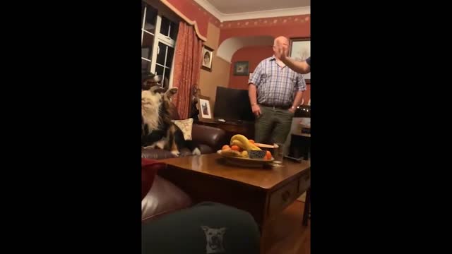 When your Animal is funny than you