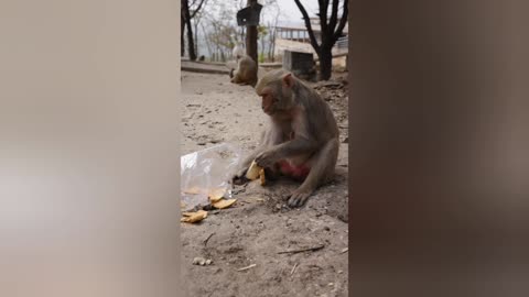 Best & Top Animal's Funny videos