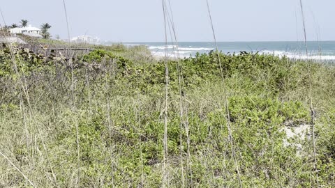 The Dunes on Hutchinson island