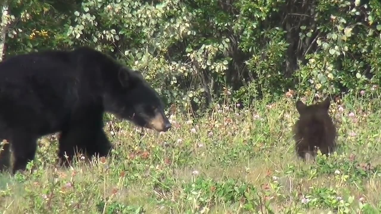 Black Bear with his little baby.