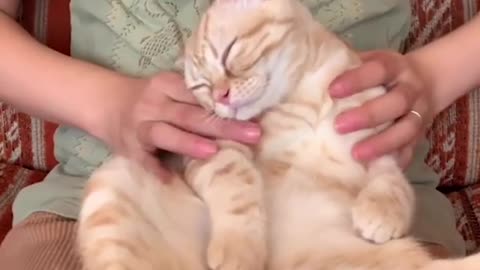 Massaging a cat