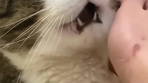 BEST funny dog videos, funny cat videos, BEST FUNNY ANIMALS Episode 004 #cat #dog #fun videos