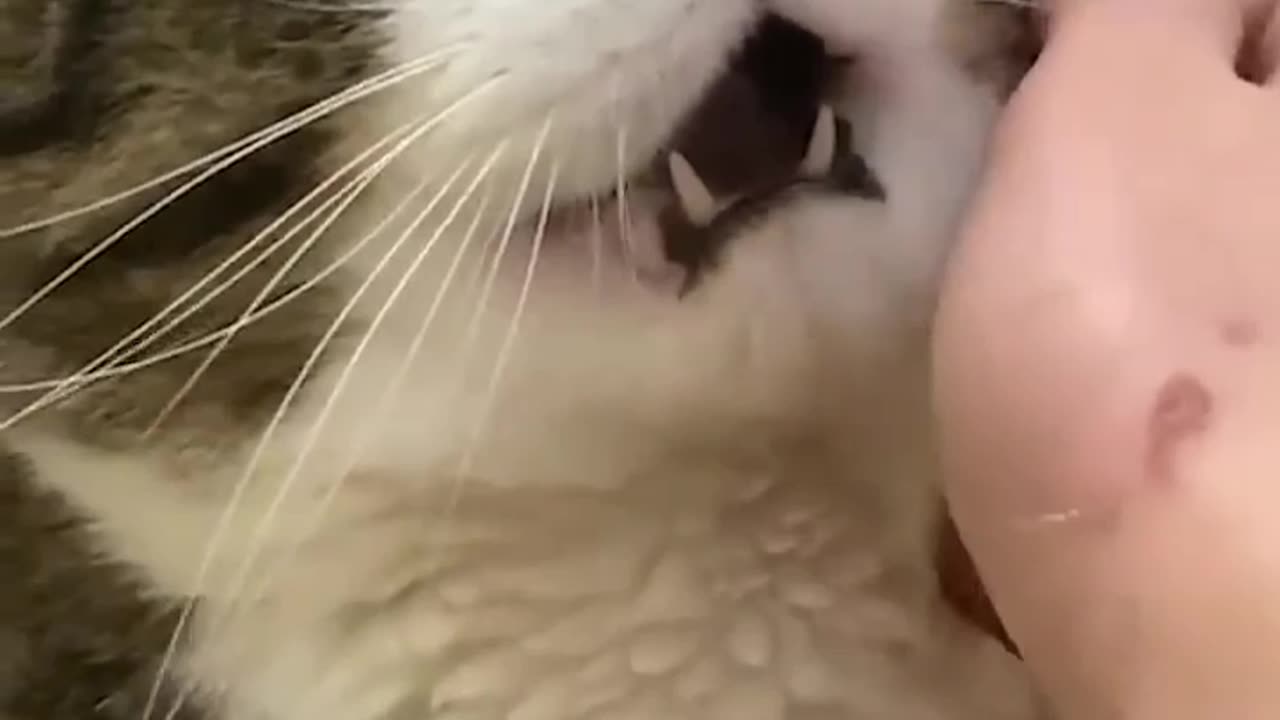 BEST funny dog videos, funny cat videos, BEST FUNNY ANIMALS Episode 004 #cat #dog #fun videos