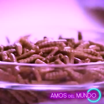 ¿Es Seguro Comer BICHOS?