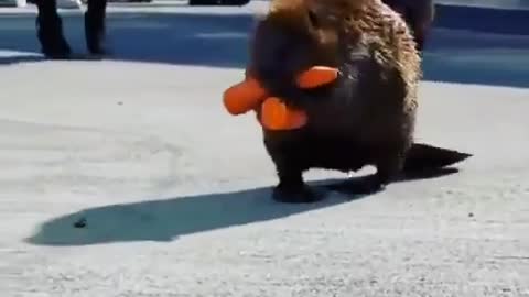 So Cute 🥰🥰🥰😍😍 #beaver