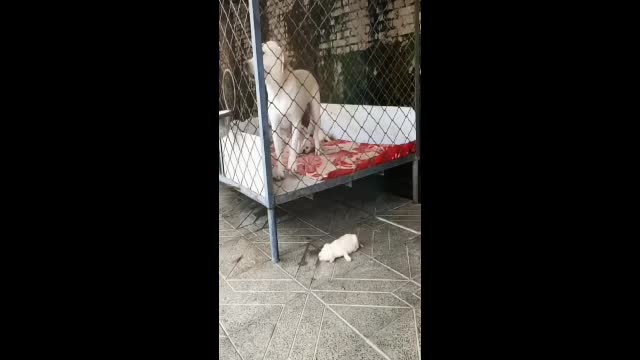 Dog ke child ek dog dusare dog ke child ko help