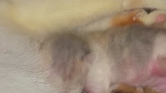 Baby cat