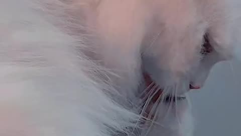Funny Cute Cat Video No. 5