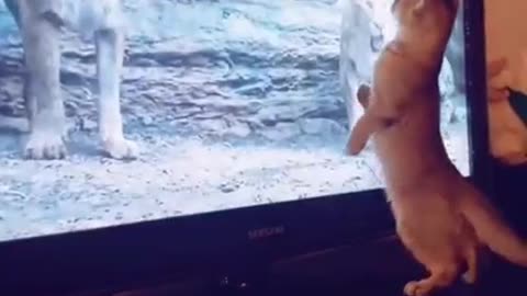 Funny scared cat