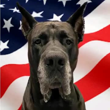 The Mastidane is on Rumble