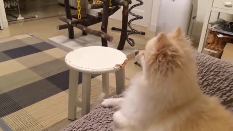 TOP 10 dog barking videos compilation