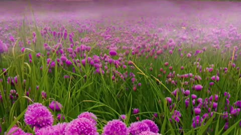 What a beautiful flower, the pink is very charming