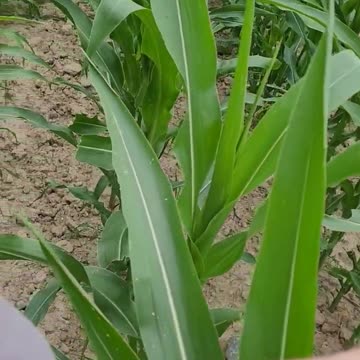 Back to the Corn - Happy Independence Day!