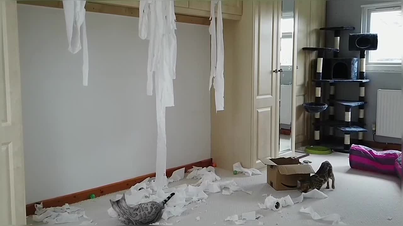 Bengal Cats React To Toilet Paper