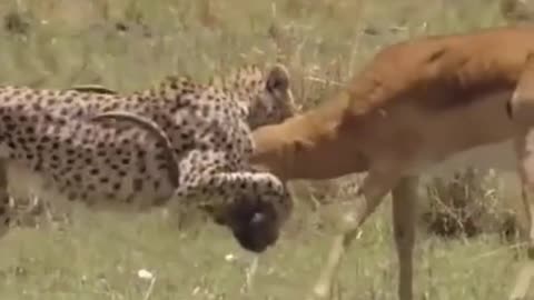 Cheetah hunting deer