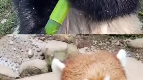 cute red panda #shortsvideo #shorts #animals #cute #viral #trendingshorts #trend #youtubeshorts