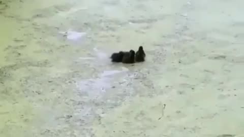 "Duck-tective: Quirky Duck's Hilarious Game of Hide and Seek! 🦆🕵️‍♂️ Trending Duck Video 2023"