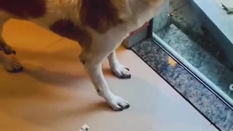 Funny Pets #Funny